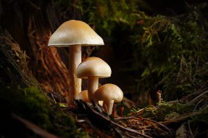 Jakie właściwości ma Polyporus?